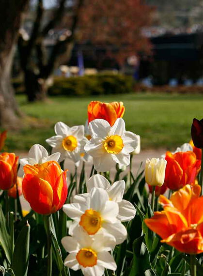 Kurpark im Frühling Bad Salzschlirf