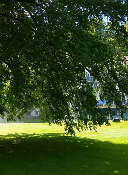 Kurpark im Sommer Baum in Bad Salzschlirf